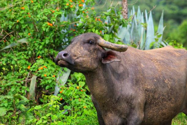 istock Huge Cape buffalo in African jungle 1164548758