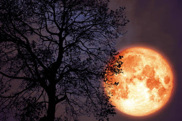 istock hay moon on night sky back over silhouette dark forest 1164548835