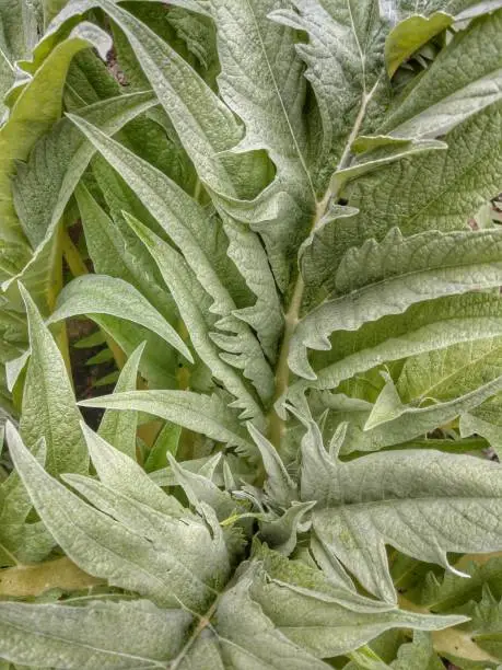 Leaves of the Cardoon plant in Cornwall in Spring