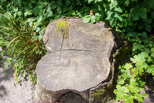 An old stump in the summer park