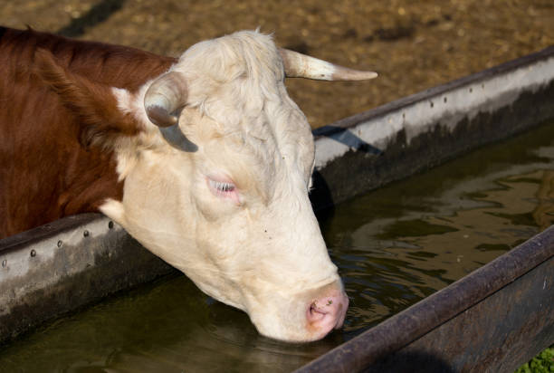 istock Cow drinking water on farm 1164550614