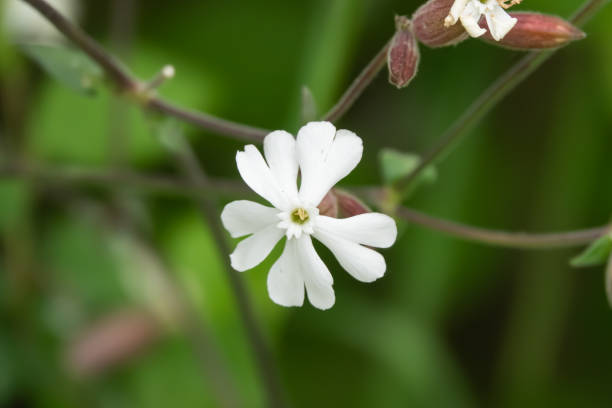 istock Campion Flowers in Bloom in Springtime 1164551654