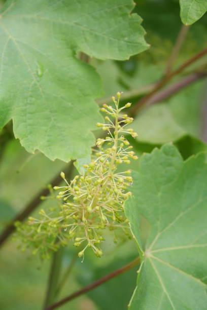 istock Grape growing on vine plant in the vineyard. 1164552176