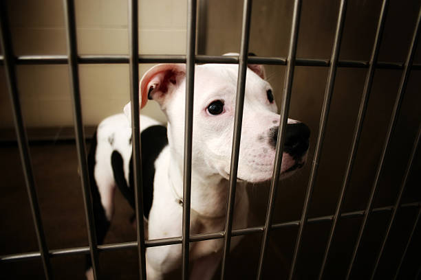 경견 빻습니다 - dog animal testing dog pound sadness 뉴스 사진 이미지
