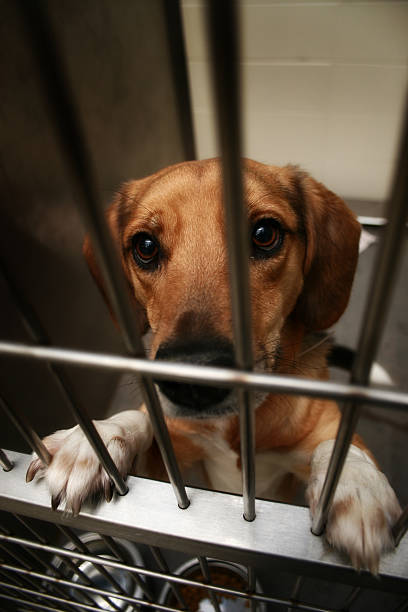 Love Me dog eagerly awaits adoption from the animal shelter sad dog shelter stock pictures, royalty-free photos & images