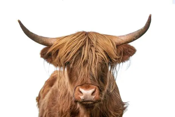 Highland cow closeup headshot on white background staring at camera