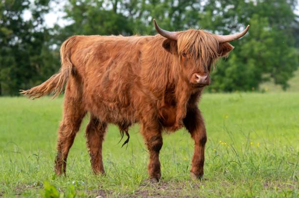 istock Highland cow walking through green field 1164557075