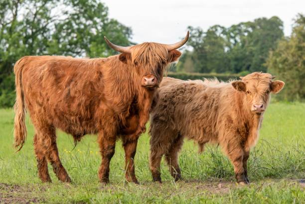 istock Two highland cows standing in green field staring at camera 1164557089