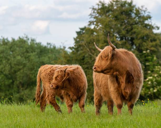 istock Two highland cows standing in green field staring to the left 1164557094