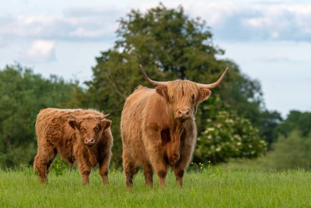istock Two highland cows standing in green field staring at camera 1164557099