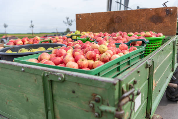 istock Many Apple and pears are transported on a front loader after harvesting in autumn. Storage in boxes 1164557958
