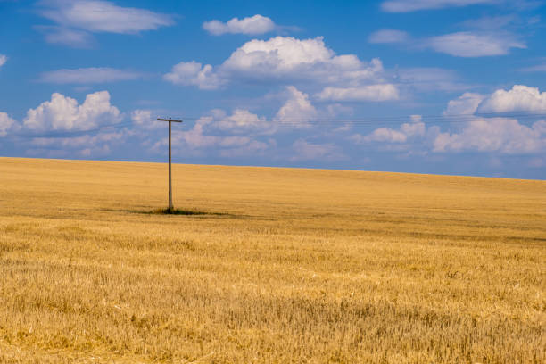 istock Golden wheat field against a blue sky, Ukraine 1164560955
