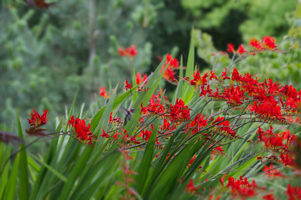 istock Hummingbirds 850_4188 1164561047