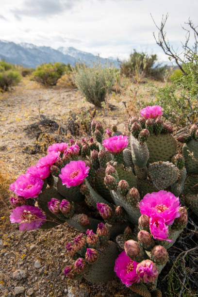 istock pink cactus flowers blooming in desert 1164561250