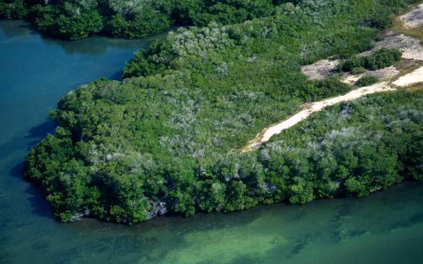 istock Aerial view of mangroves 1164562934