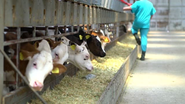 Farmer in barn feeds calves