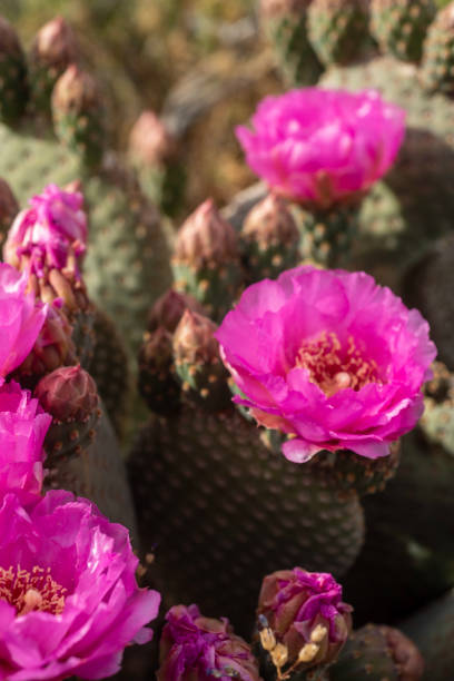 istock desert path blooming with pink cactus flowers mountains in distance 1164563366