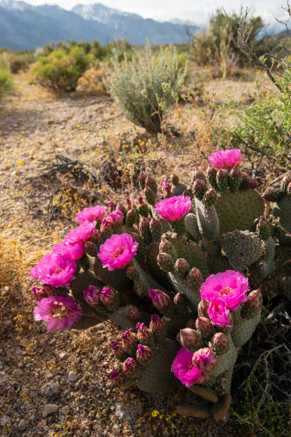 istock desert path blooming with pink cactus flowers mountains in distance 1164563368