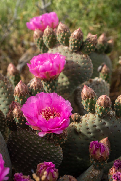 istock desert path blooming with pink cactus flowers mountains in distance 1164563370