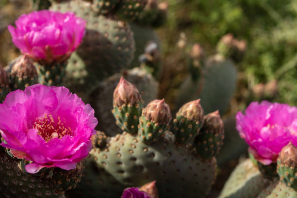 istock desert path blooming with pink cactus flowers mountains in distance 1164563387