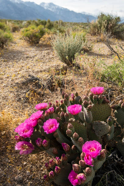 istock desert path blooming with pink cactus flowers mountains in distance 1164563388