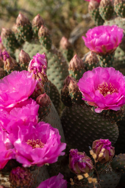 istock desert path blooming with pink cactus flowers mountains in distance 1164563410