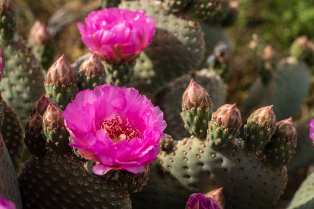 istock desert path blooming with pink cactus flowers mountains in distance 1164563412