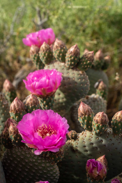 istock desert path blooming with pink cactus flowers mountains in distance 1164563413