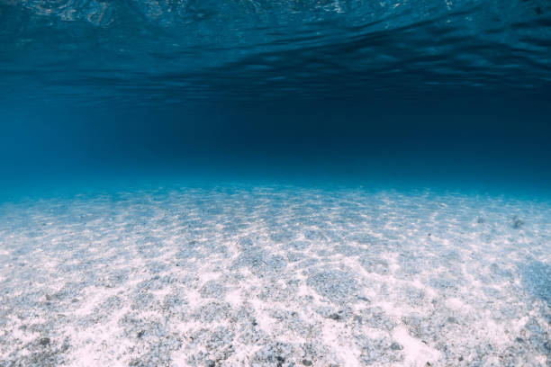 istock Tropical ocean with sandy bottom underwater in Hawaii 1164563421