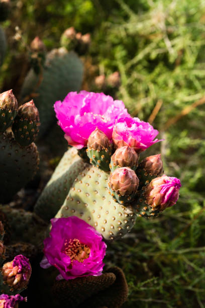 istock desert path blooming with pink cactus flowers mountains in distance 1164563425