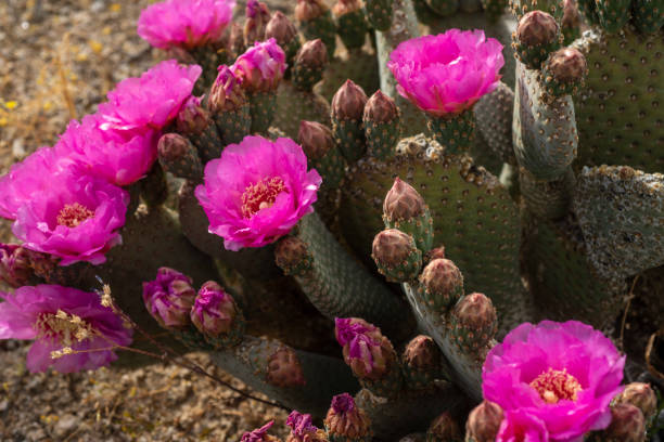 istock desert path blooming with pink cactus flowers mountains in distance 1164563437