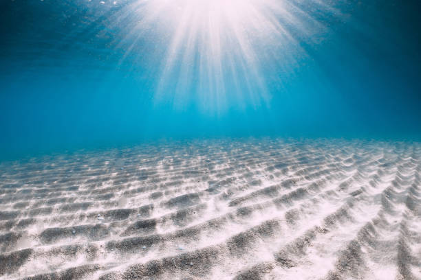 istock Tropical ocean with sandy bottom underwater in Hawaii 1164564512
