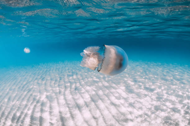 istock Sea life with jellyfish underwater in blue sea with sandy bottom 1164564545