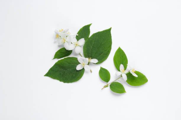 istock Twig with green leaves and bloom on a white background 1164564646