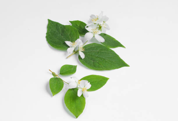 istock Twig with green leaves and bloom on a white background 1164564674