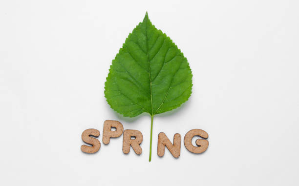 istock Save the planet minimal concept. Green leaf and word spring on white background 1164564698