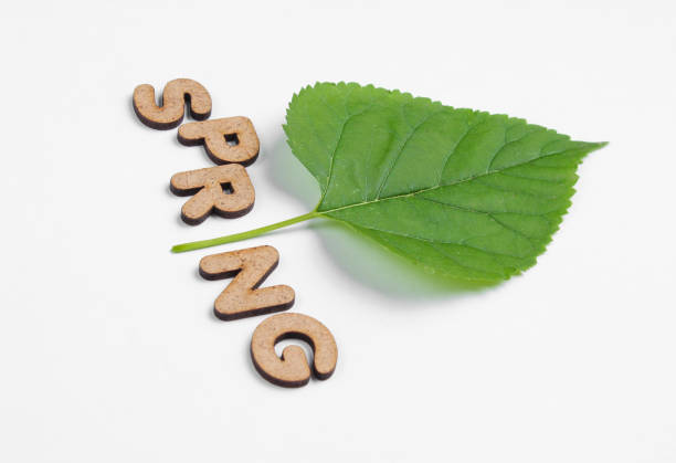 istock Save the planet minimal concept. Green leaf and word spring on white background 1164564717