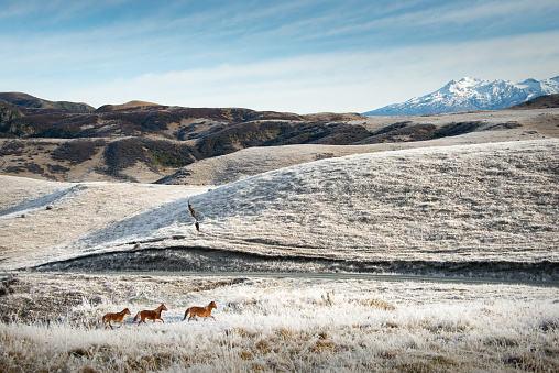Wild Kaimanawa horses galloping on the mountain ranges in winter with Mt Ruapehu in the background,  New Zealand