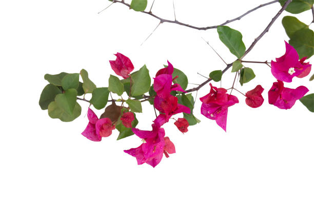 istock Bougainvilleas branch isolated on white background.Clipping path. 1164564954