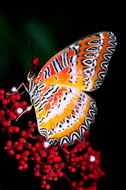 istock Butterfly drinking juice from flower. 1164565646