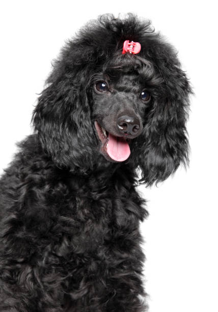 istock Happy poodle puppy on white background 1164565651