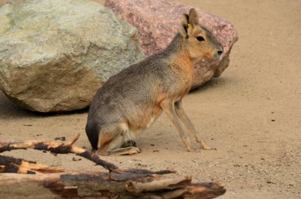 istock Animals in Captivity - Patagonian Mara 1164565764