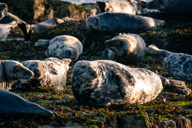 istock Group of Seals bathing on the rocks. 1164565869