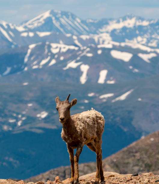 istock Bighorn Sheep on Mount Evans Colorado 1164565952