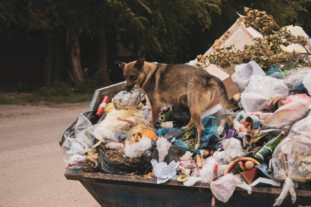 A hungry dirty stray dog climbs in a large garbage can and searches for food. A mountain of uncleaned food waste and plastic falls out of container to the ground in the city. Dried tree branch stock photo