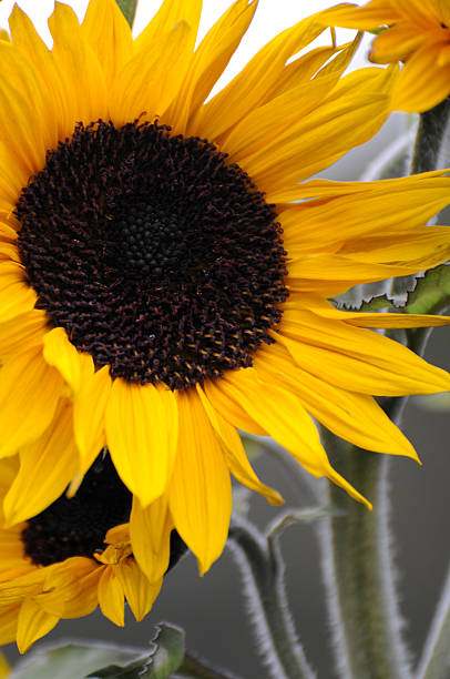 istock sunflower   Helianthus annuus 116456816