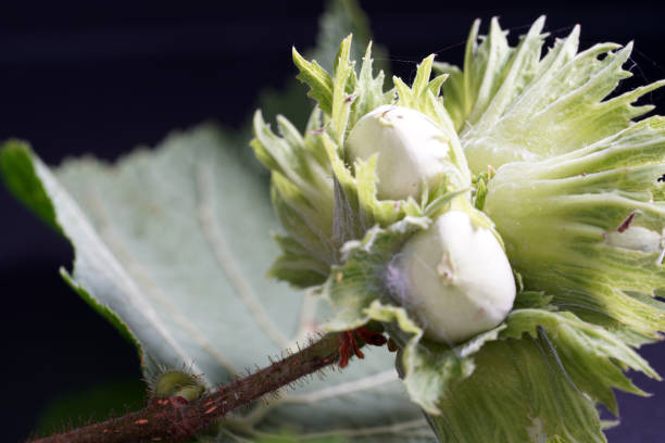 This is a unshelled hazelnuts still need a few weeks to eat
