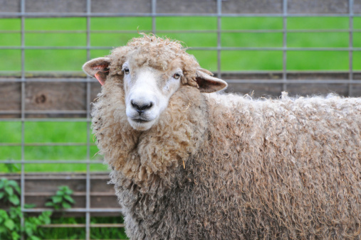 Romney sheep, 