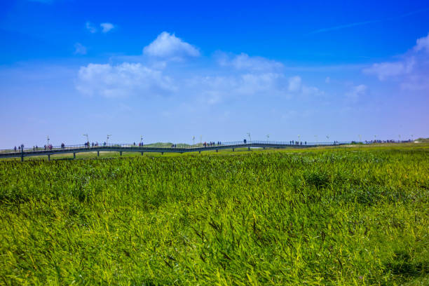 istock Salt marshes on the North Sea at blue sky 1164569183