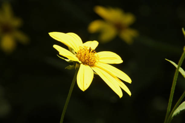 istock Profile of a Yellow Flower 1164569536